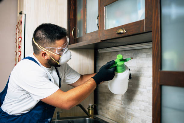 Best Wasp Removal Services  in Parchment, MI