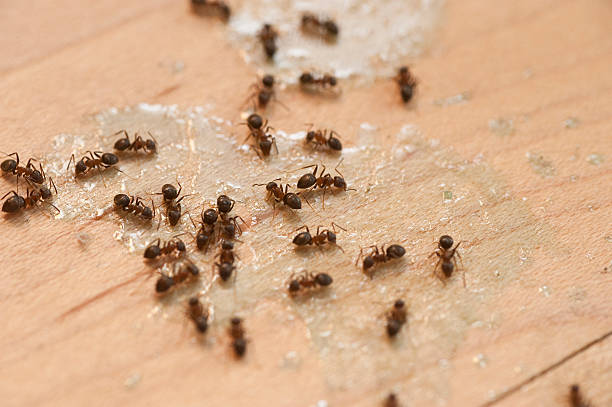 Best Pest Inspection Near Me  in Parchment, MI