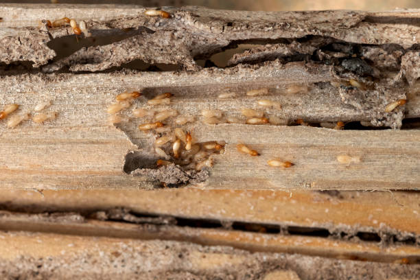 Best Pest Control for Restaurants  in Parchment, MI